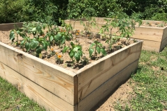 Plantings in beds-640x478